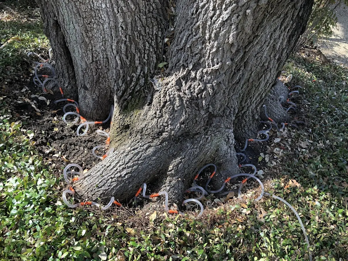 Detailed Tree Cabling and Bracing job site in Merritt