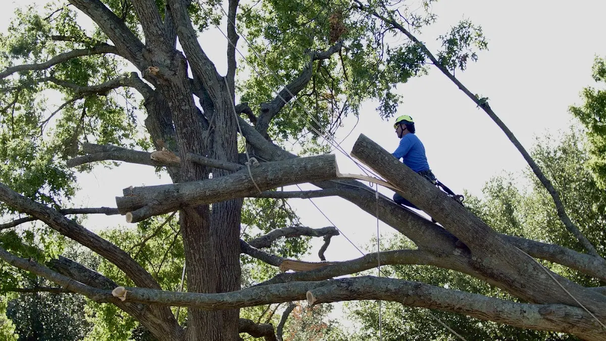 Professional Hazardous Tree Removal performed by certified arborists in Merritt